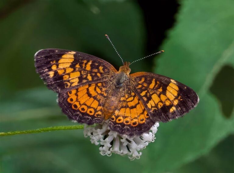 pierna muslo tatuajes de mariposas